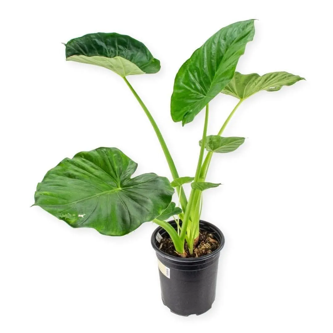 Alocasia Calidora