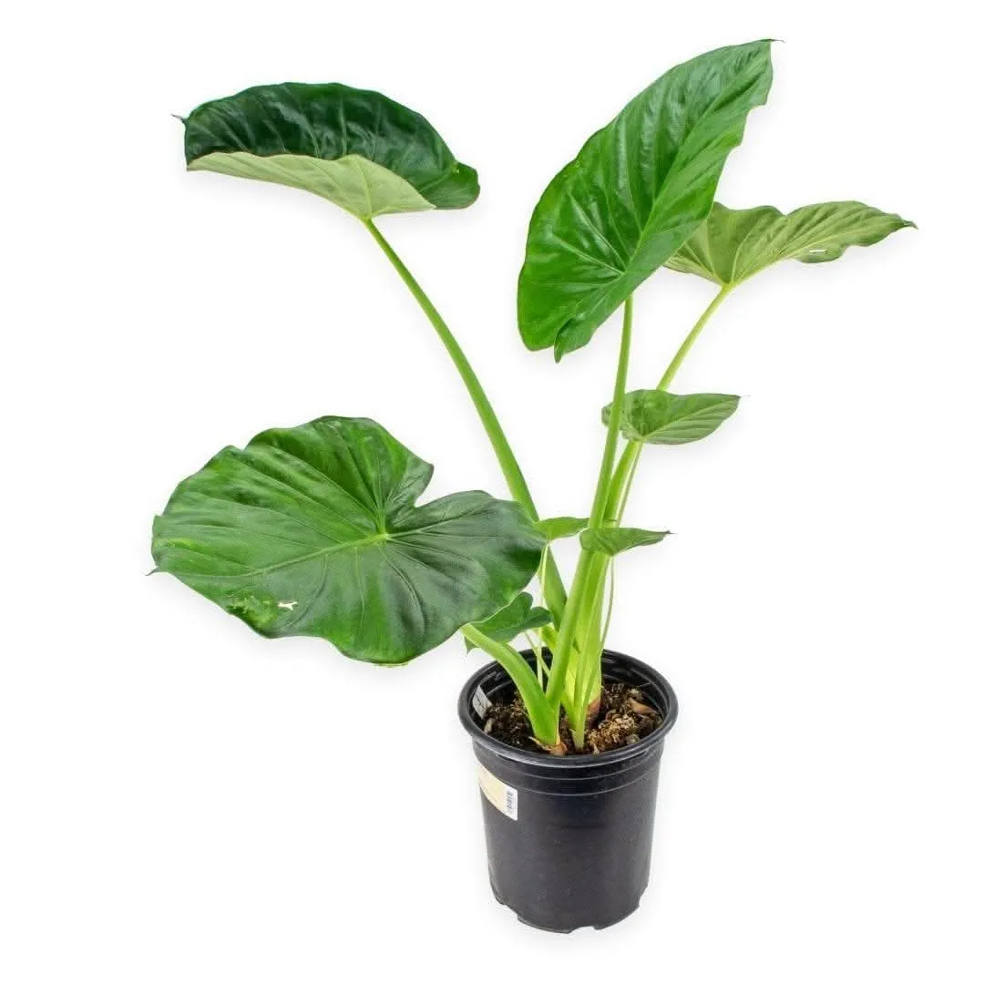 Alocasia Calidora