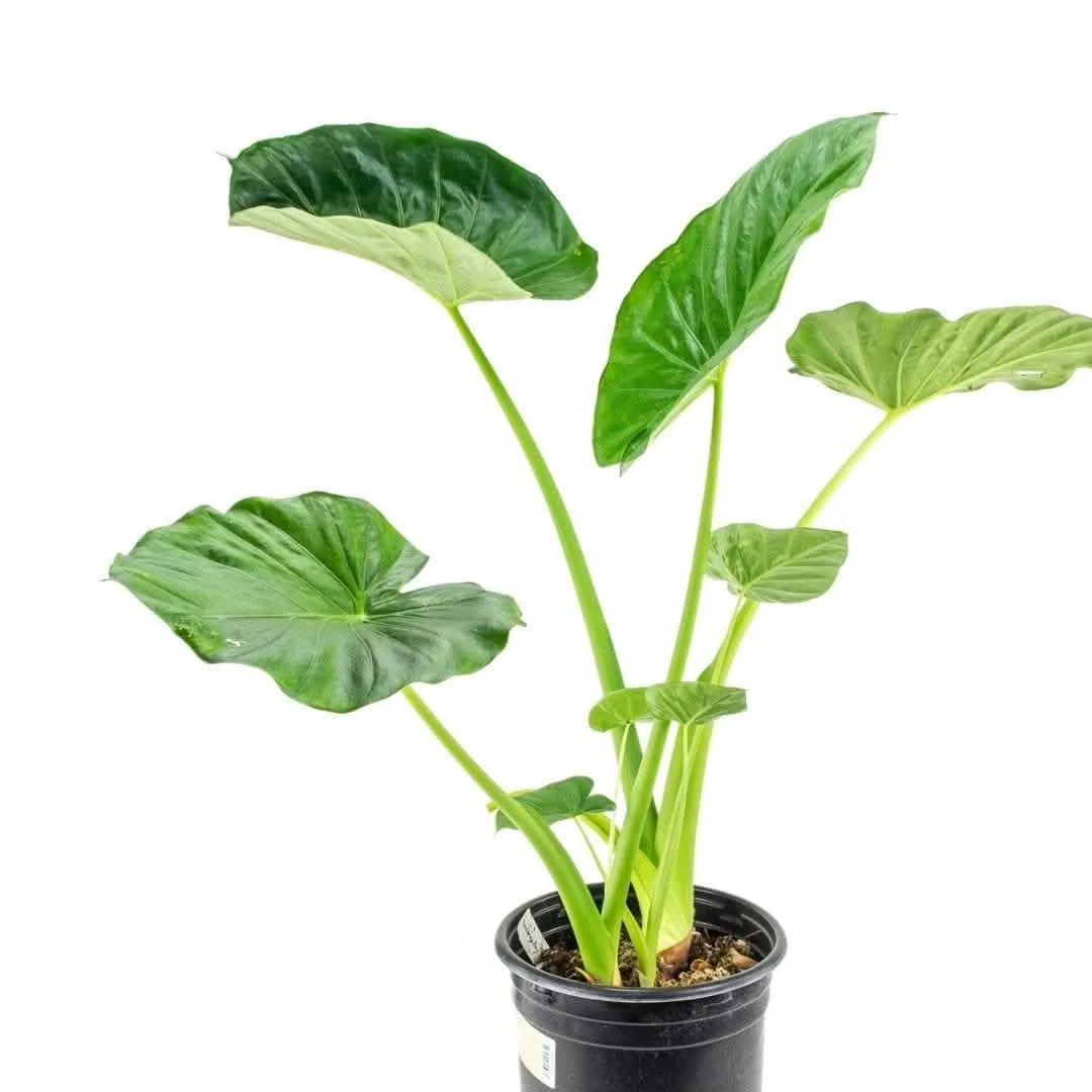 Alocasia Calidora