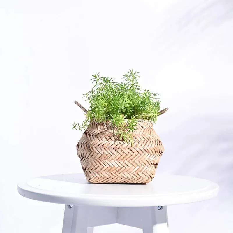 Palm Leaf Sitalpati Multicolor Planter