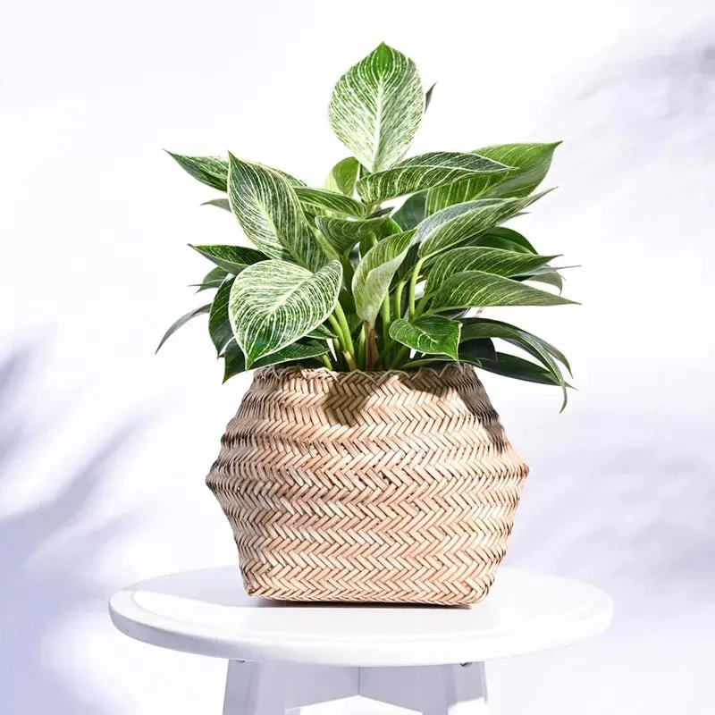 Palm Leaf Sitalpati Multicolor Planter