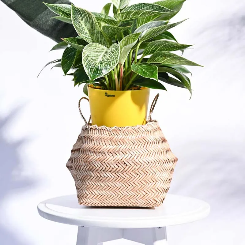 Palm Leaf Sitalpati Multicolor Planter