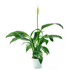 Peace Lily