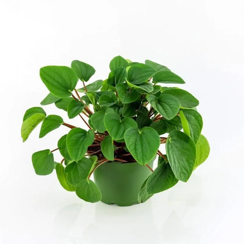 Peperomia Rana Verde