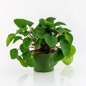 Peperomia Rana Verde