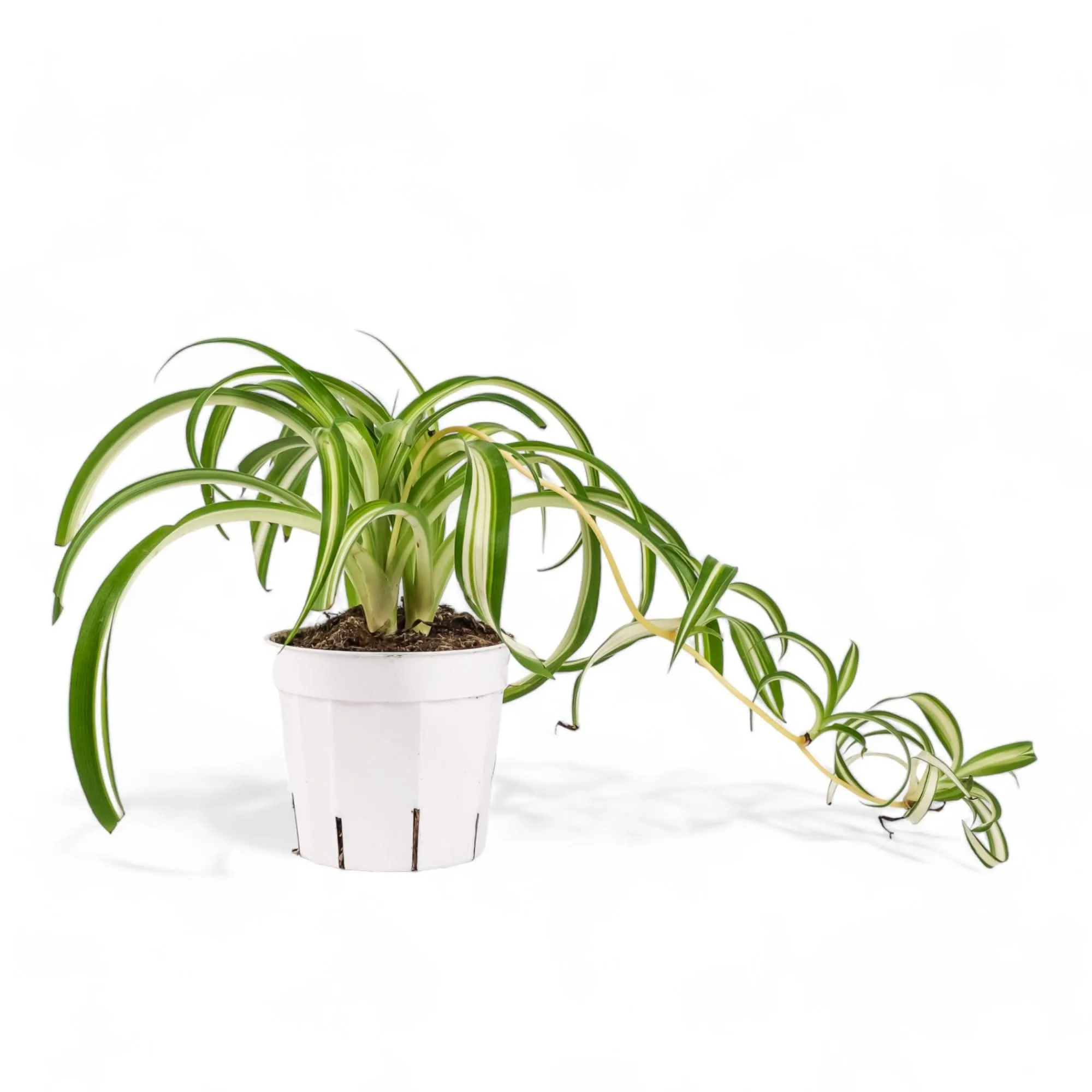 Spider Plant