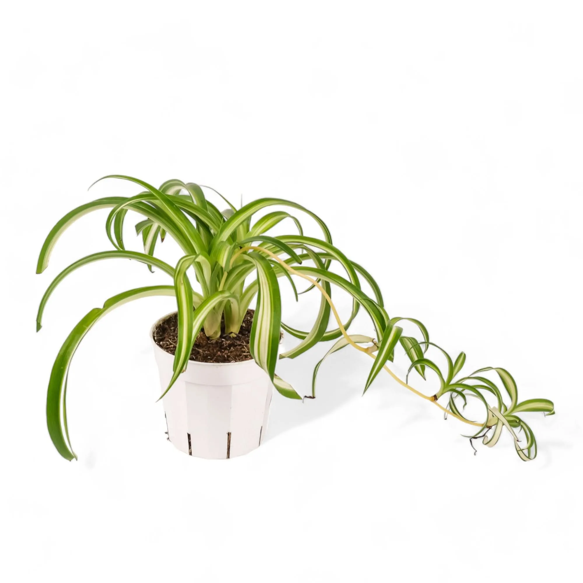 Spider Plant