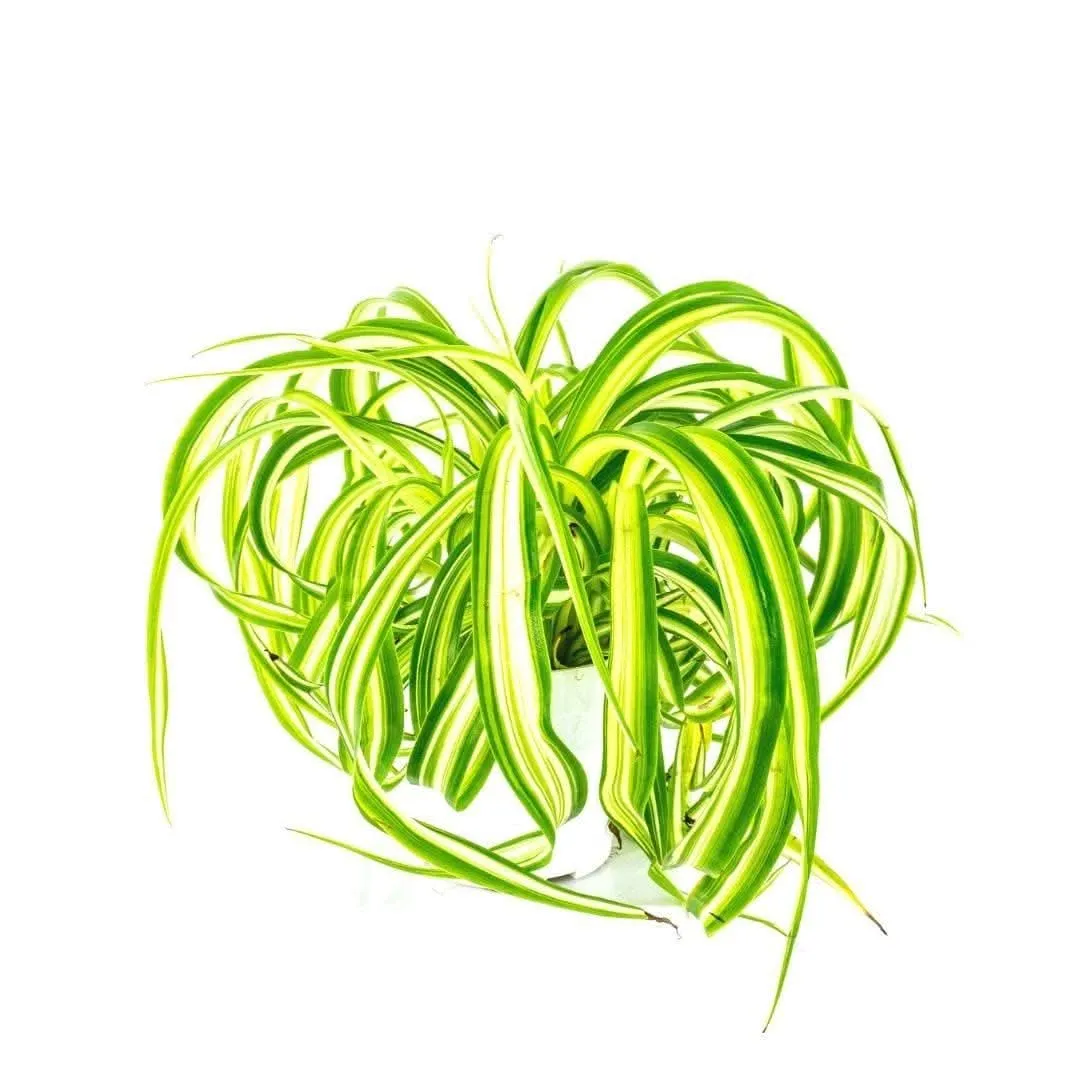 Spider Plant