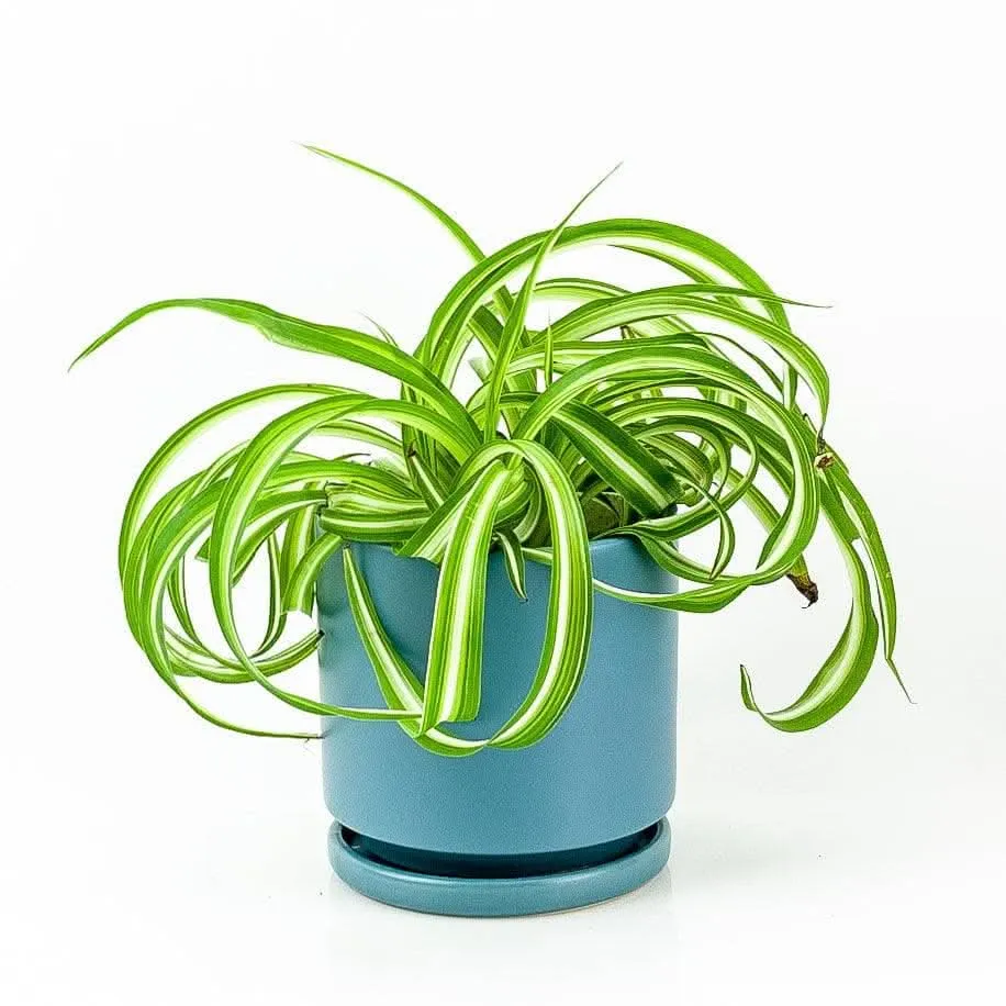 Spider Plant