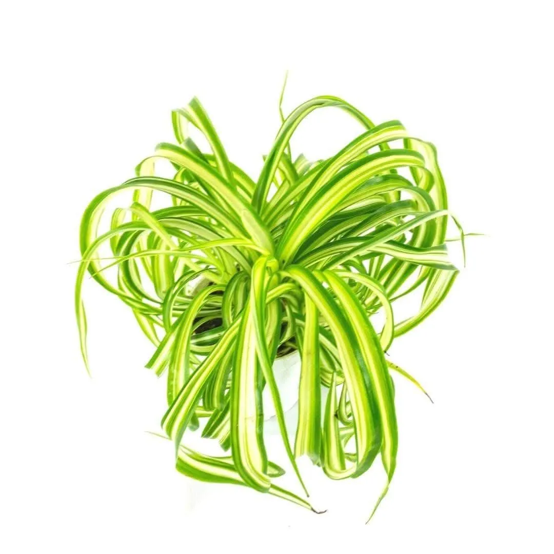 Spider Plant