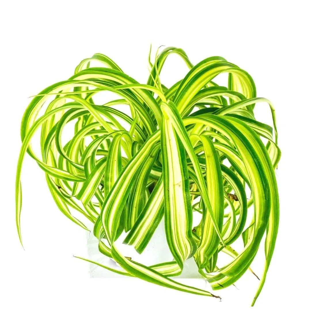 Spider Plant