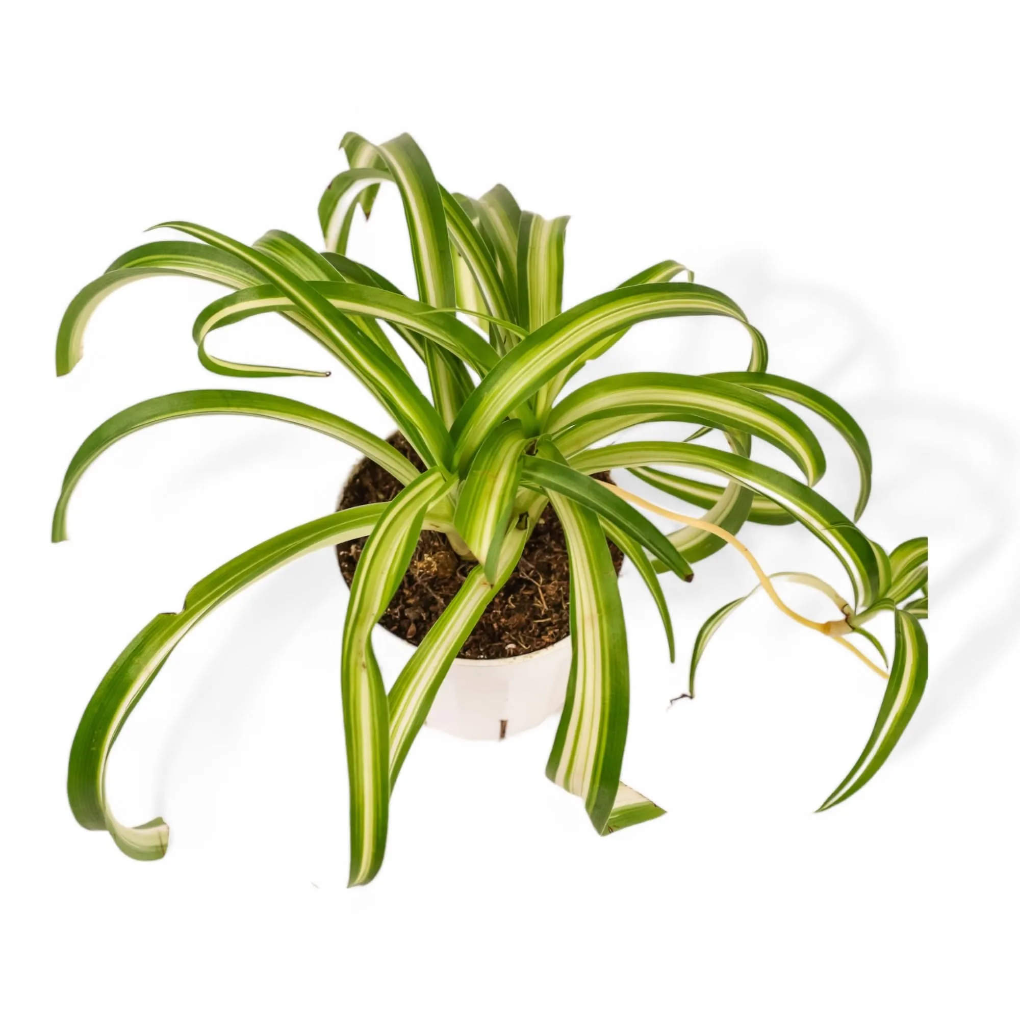 Spider Plant