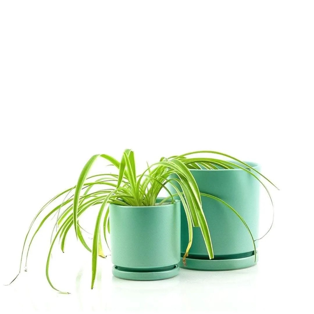 Spider Plant